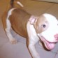 mi pitbull silver fawn  llamado morfeo (: